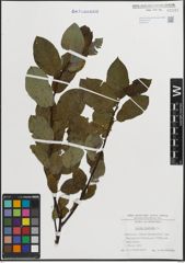 Foto von Salix hastata L.